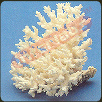 Brush Coral